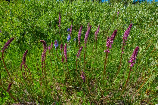 Purple Loosestrife and Payette Penstemon growing along a river bank.