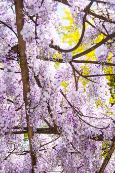 wall of spring wisteria flower as background