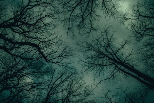 Looking Up at a Cloudy Overcast Sky in a Scary Dead Forest