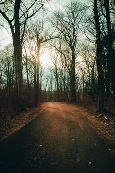 A Blacktop Path in a Dead Winter Forest With a Bright Orange Sunset Behind It