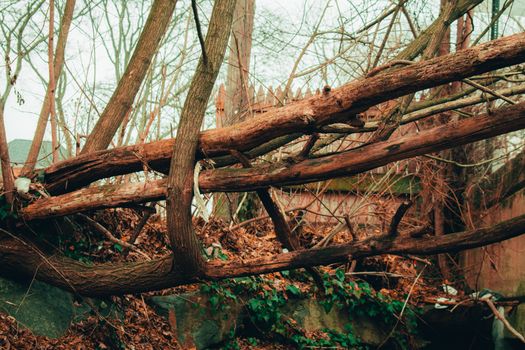 Large Fallen Tree Branches Suspended Over a Grassy Hill in an Autumn Forest