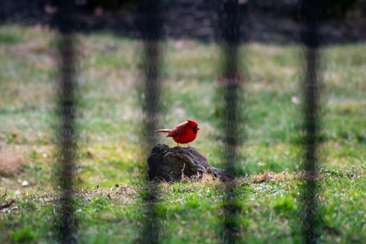 Looking Through a Black Fence at a Bright Red Cardinal Sitting on a Rock