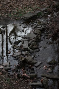 A Line of Rocks in a Shallow Creek in a Dead Forest Surrounded by Foliage