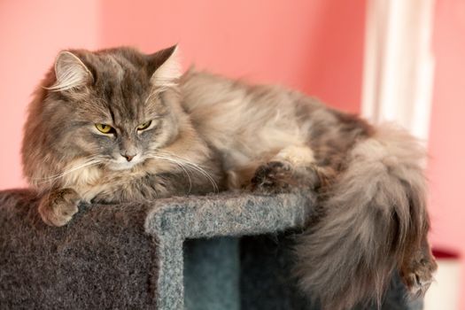 gray striped fluffy cat. Siberian kitten with green eyes. Cute picture of animal.