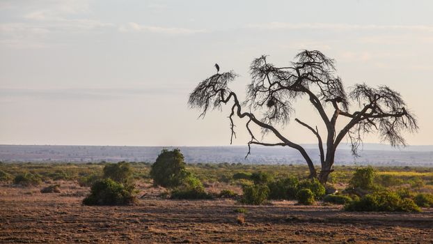 African savanna, flat land with silhouette of one dry tree, heron bird sitting on the top branch. Amboseli national park, Kenya