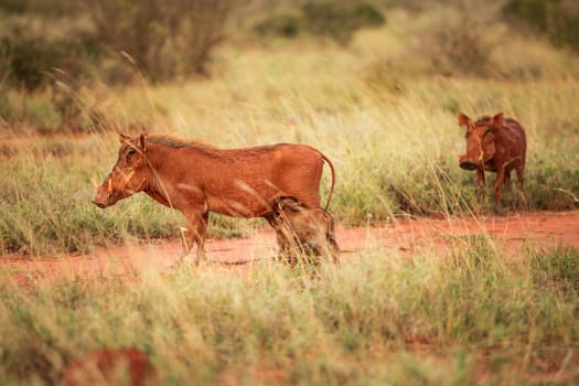 Desert warthog (Phacochoerus aethiopicus) red from mud and little cubs feeding on her, standing in afternoon sun. Amboseli national park, Kenya