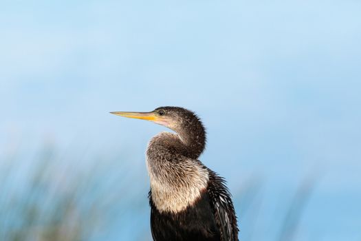 Close up on a female Anhinga bird also known as Anhinga anhinga in a marsh in Sarasota, Florida.