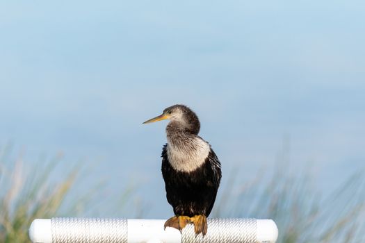 Close up on a female Anhinga bird also known as Anhinga anhinga in a marsh in Sarasota, Florida.