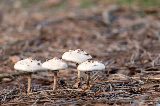 Golden Threads Lepidella  mushroom also called Amanita canescens is a fungus found in Florida.