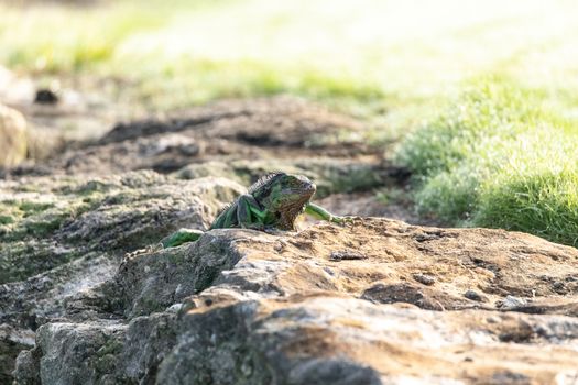 Green Iguana known scientifically as Iguana iguana is a lizard that is invasive in Florida.