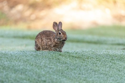 Marsh rabbit Sylvilagus palustris eats green grass in Fort Myers, Florida.