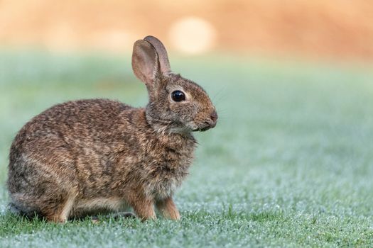 Marsh rabbit Sylvilagus palustris eats green grass in Fort Myers, Florida.