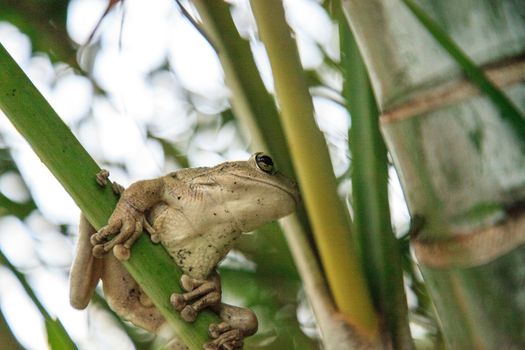 Cuban Tree Frog Osteopilus septentrionalis hangs on an areca palm in tropical Florida.