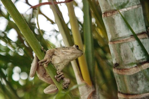 Cuban Tree Frog Osteopilus septentrionalis hangs on an areca palm in tropical Florida.