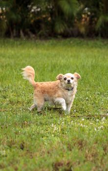 Curious blond Chihuahua dog explores a tropical garden in Florida.