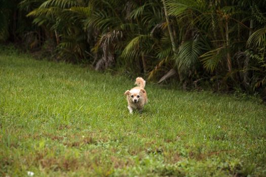 Curious blond Chihuahua dog explores a tropical garden in Florida.