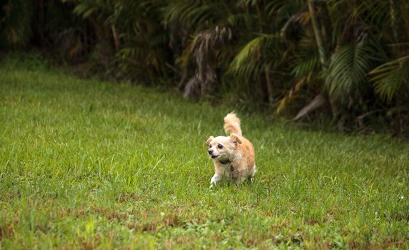 Curious blond Chihuahua dog explores a tropical garden in Florida.