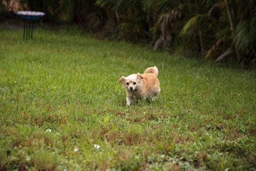 Curious blond Chihuahua dog explores a tropical garden in Florida.