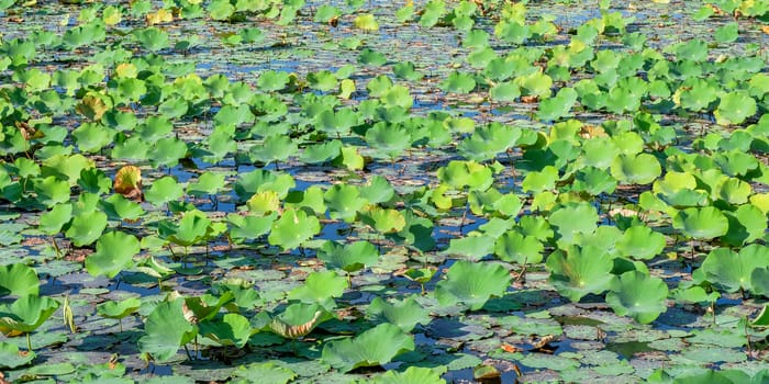 Lotus lake in Thailand