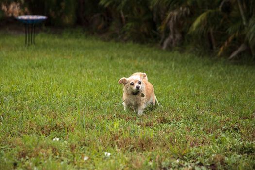 Curious blond Chihuahua dog explores a tropical garden in Florida.