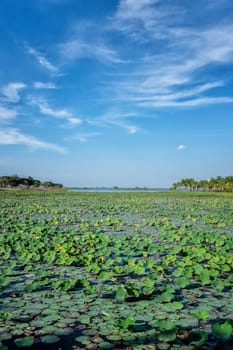 Lotus lake in Thailand