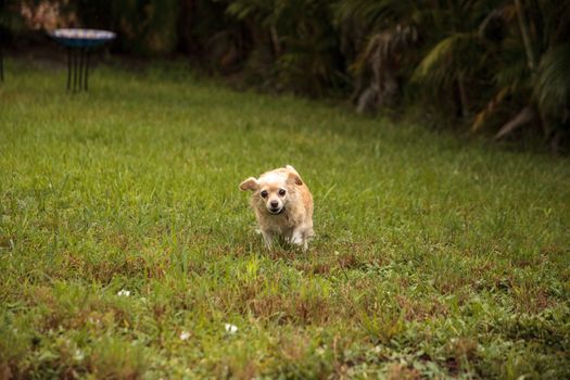 Curious blond Chihuahua dog explores a tropical garden in Florida.