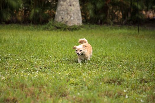 Curious blond Chihuahua dog explores a tropical garden in Florida.