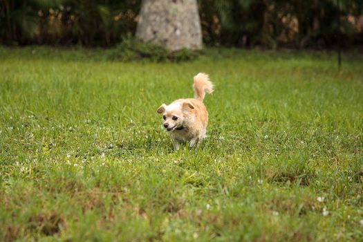 Curious blond Chihuahua dog explores a tropical garden in Florida.