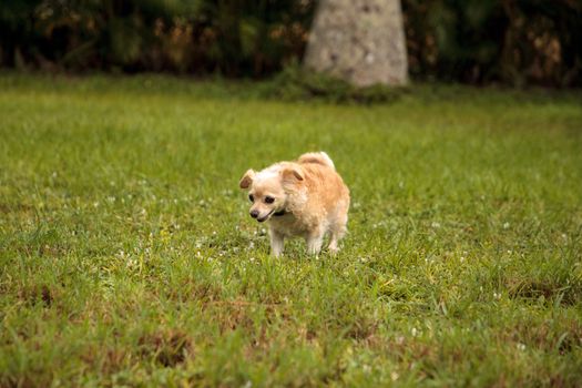 Curious blond Chihuahua dog explores a tropical garden in Florida.