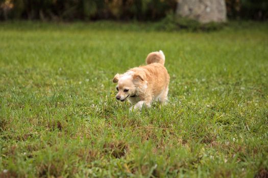 Curious blond Chihuahua dog explores a tropical garden in Florida.