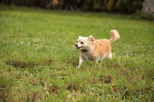 Curious blond Chihuahua dog explores a tropical garden in Florida.