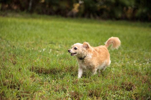 Curious blond Chihuahua dog explores a tropical garden in Florida.