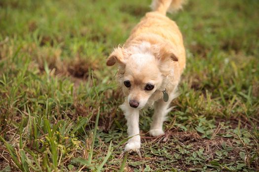 Curious blond Chihuahua dog explores a tropical garden in Florida.