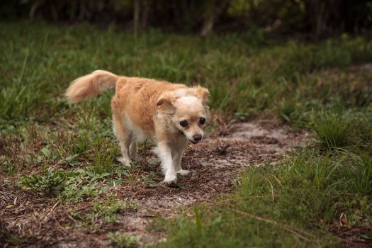 Curious blond Chihuahua dog explores a tropical garden in Florida.