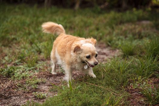 Curious blond Chihuahua dog explores a tropical garden in Florida.