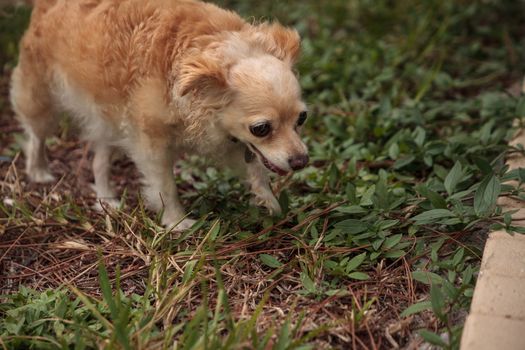 Curious blond Chihuahua dog explores a tropical garden in Florida.