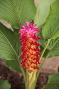 Jewel of Burma ginger flower Curcuma roscoeana is also called orange ginger, orange hidden ginger and Burmese hidden lily and can be found in India.
