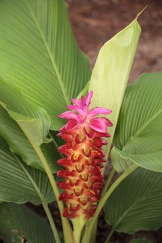 Jewel of Burma ginger flower Curcuma roscoeana is also called orange ginger, orange hidden ginger and Burmese hidden lily and can be found in India.