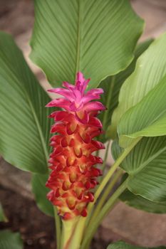 Jewel of Burma ginger flower Curcuma roscoeana is also called orange ginger, orange hidden ginger and Burmese hidden lily and can be found in India.