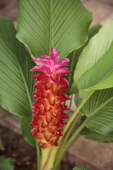 Jewel of Burma ginger flower Curcuma roscoeana is also called orange ginger, orange hidden ginger and Burmese hidden lily and can be found in India.