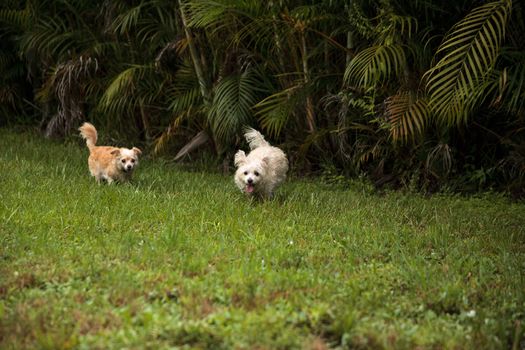 Two dogs playing, including a Happy running West Highland Terrier dog and a Chihuahua running through a tropical garden in Florida.