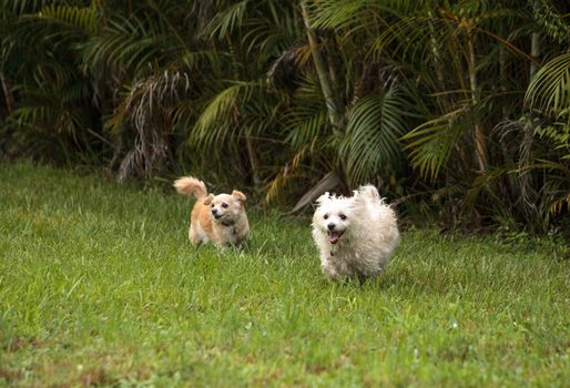 Two dogs playing, including a Happy running West Highland Terrier dog and a Chihuahua running through a tropical garden in Florida.