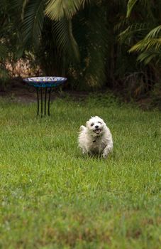 Happy running West Highland Terrier dog runs through a tropical garden in Florida.