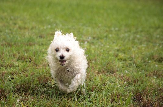 Happy running West Highland Terrier dog runs through a tropical garden in Florida.