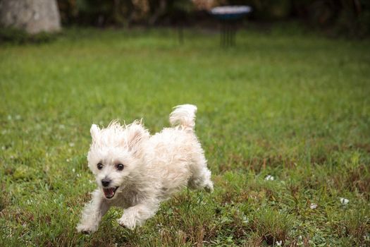 Happy running West Highland Terrier dog runs through a tropical garden in Florida.