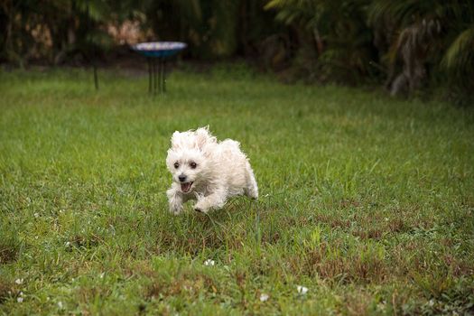 Happy running West Highland Terrier dog runs through a tropical garden in Florida.