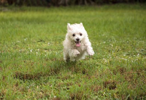 Happy running West Highland Terrier dog runs through a tropical garden in Florida.