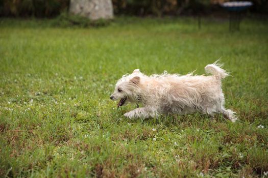 Happy running West Highland Terrier dog runs through a tropical garden in Florida.