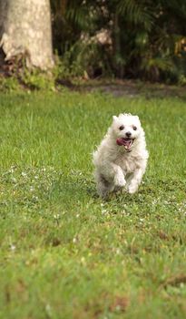 Happy running West Highland Terrier dog runs through a tropical garden in Florida.