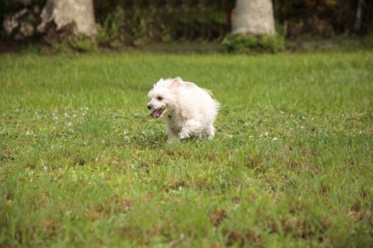 Happy running West Highland Terrier dog runs through a tropical garden in Florida.